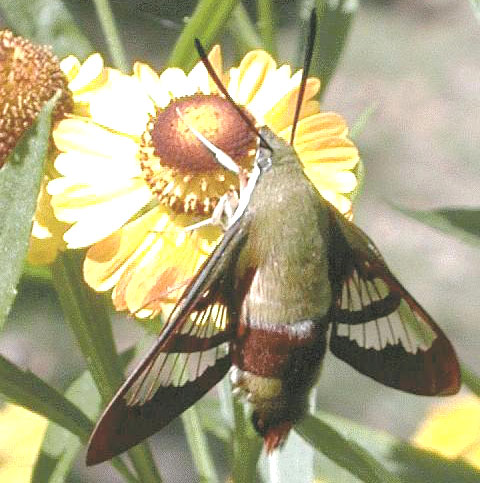 hummingbird moth ontario: Hummingbird Clearwing Moth