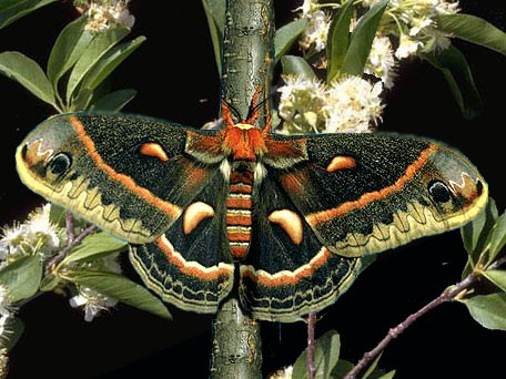 http://www.silkmoths.bizland.com/pcecmoth.jpg