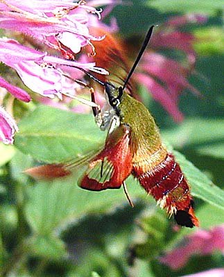 hummingbird moth ontario: Hummingbird Clearwing Moth